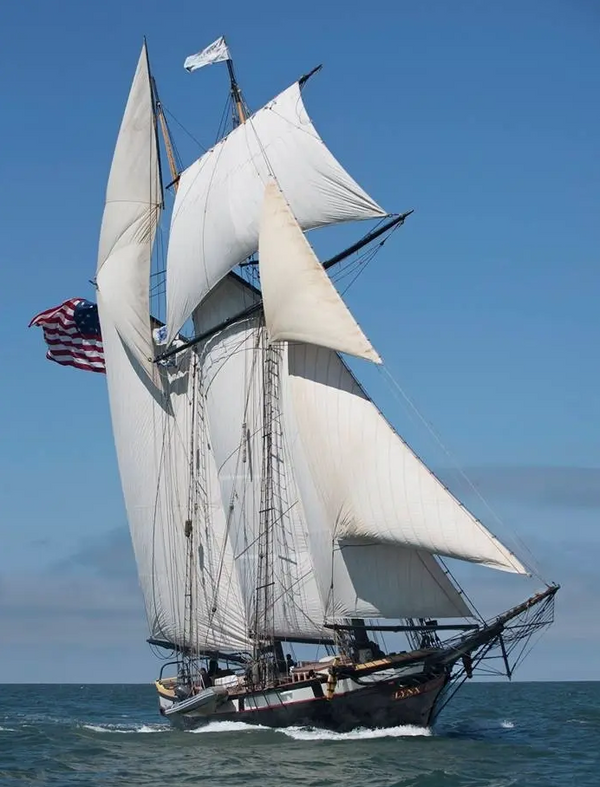 Family Lynx Sail